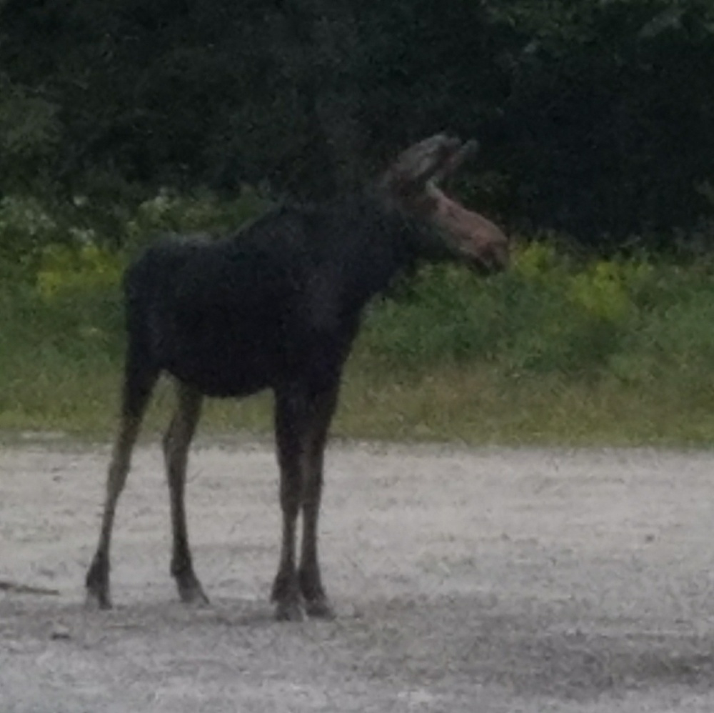 Meet your Posher, Dawn